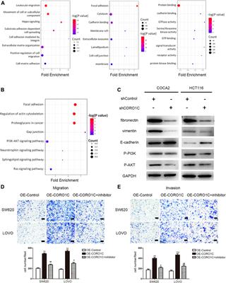 CORO1C is Associated With Poor Prognosis and Promotes Metastasis Through PI3K/AKT Pathway in Colorectal Cancer